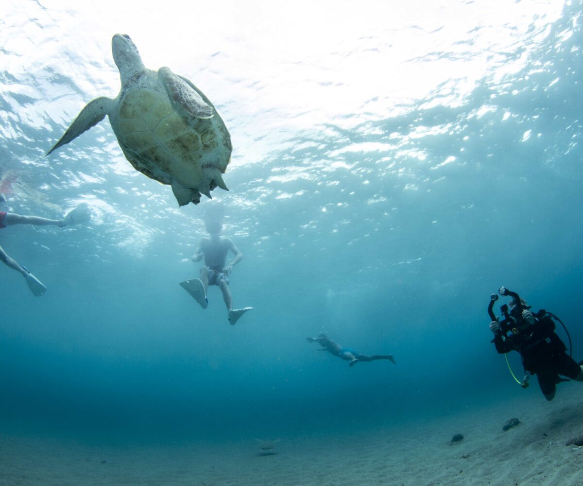 Snorkel Turtle Day