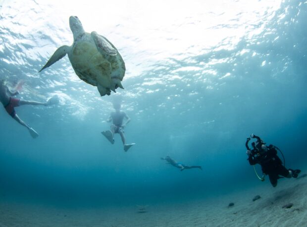 Snorkel con Tortugas