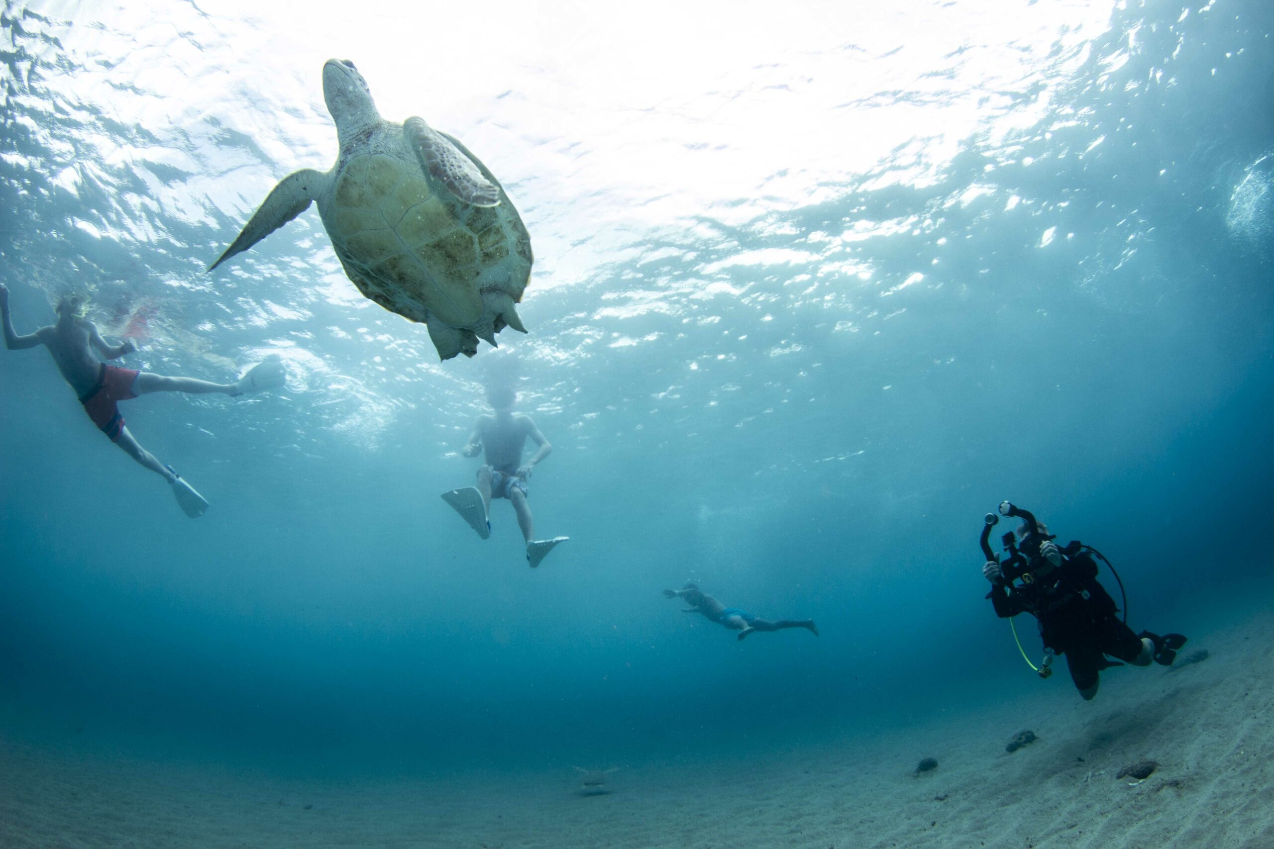 Snorkel Turtle Day