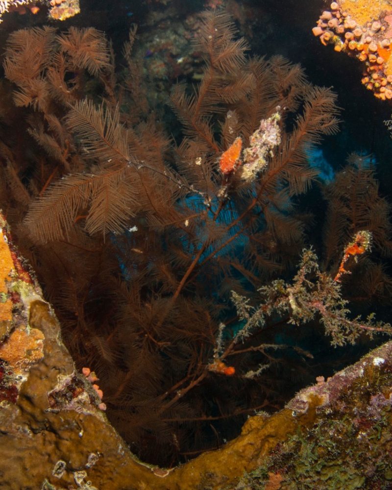 corals in a wreck