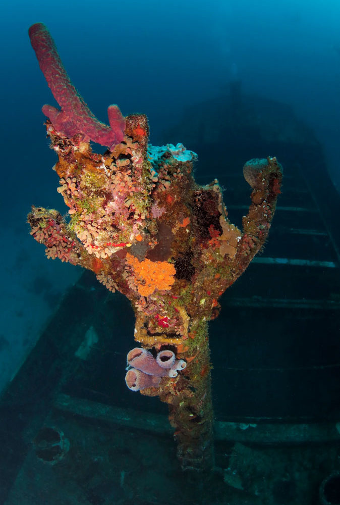 corals in a wreck