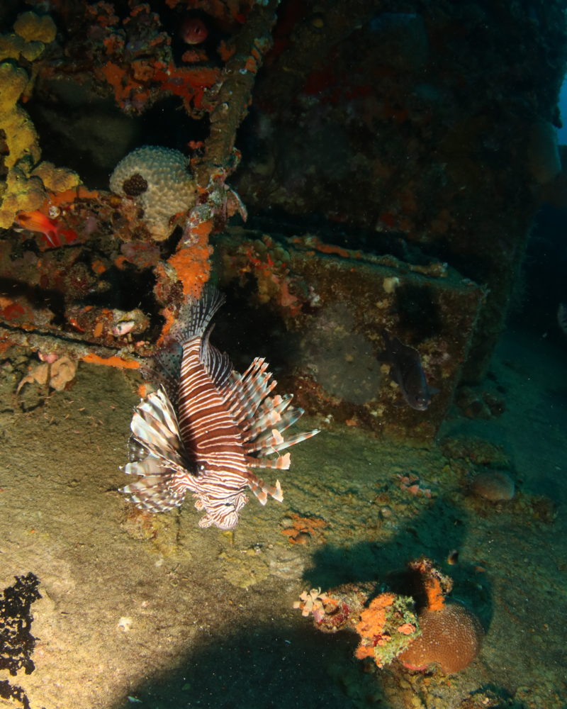 lionfish in a wreck