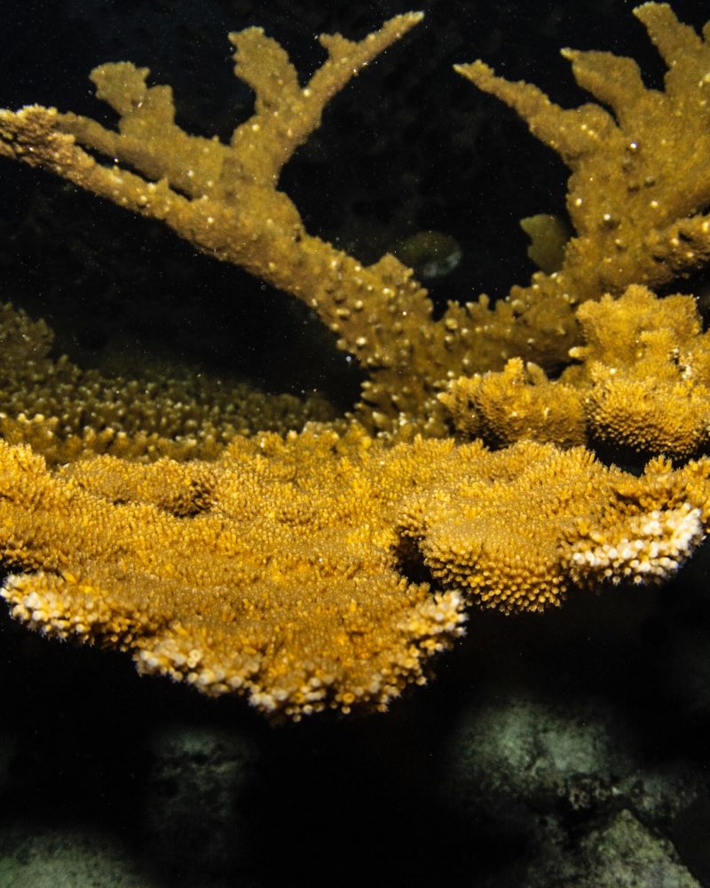 coral at night