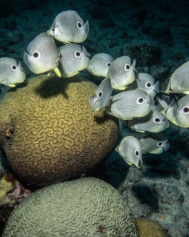 butterfly fish with brain coral