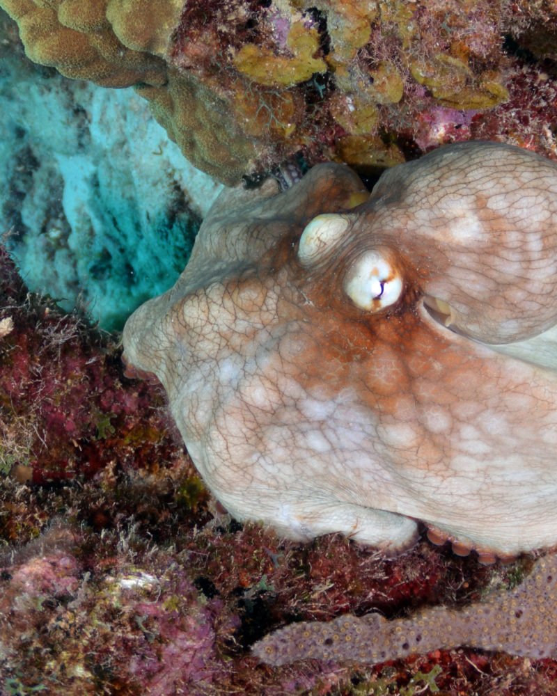 Octopus underwater marine animal