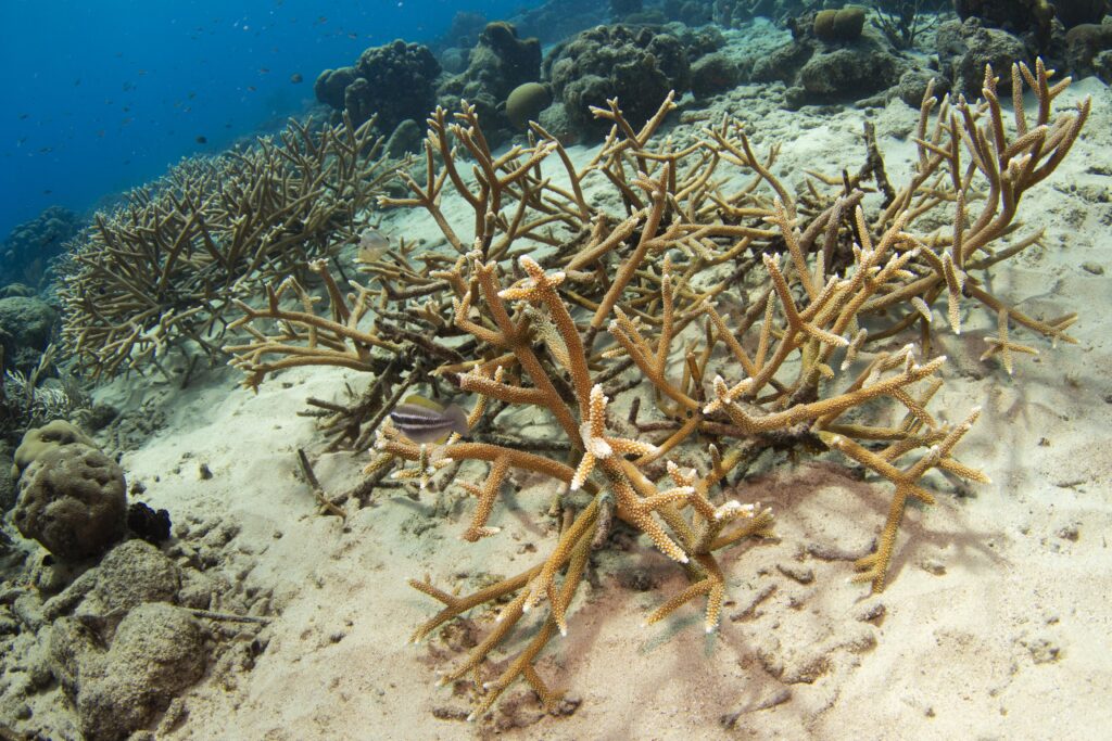 corals outplant