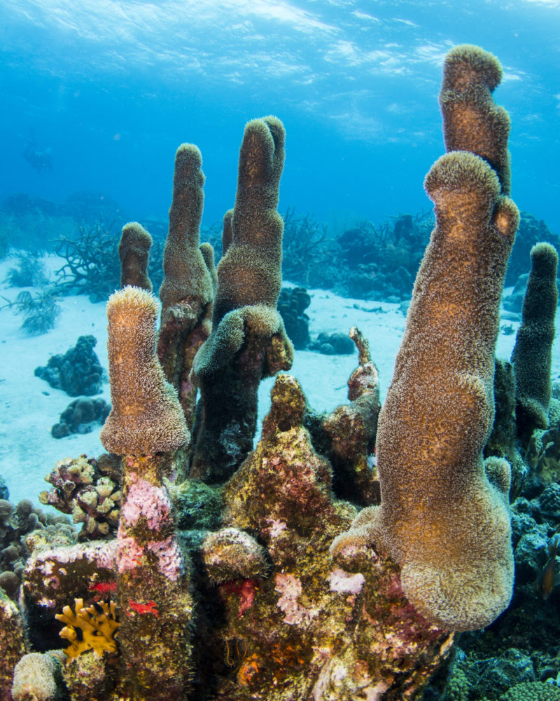 Coral reef in Curacao