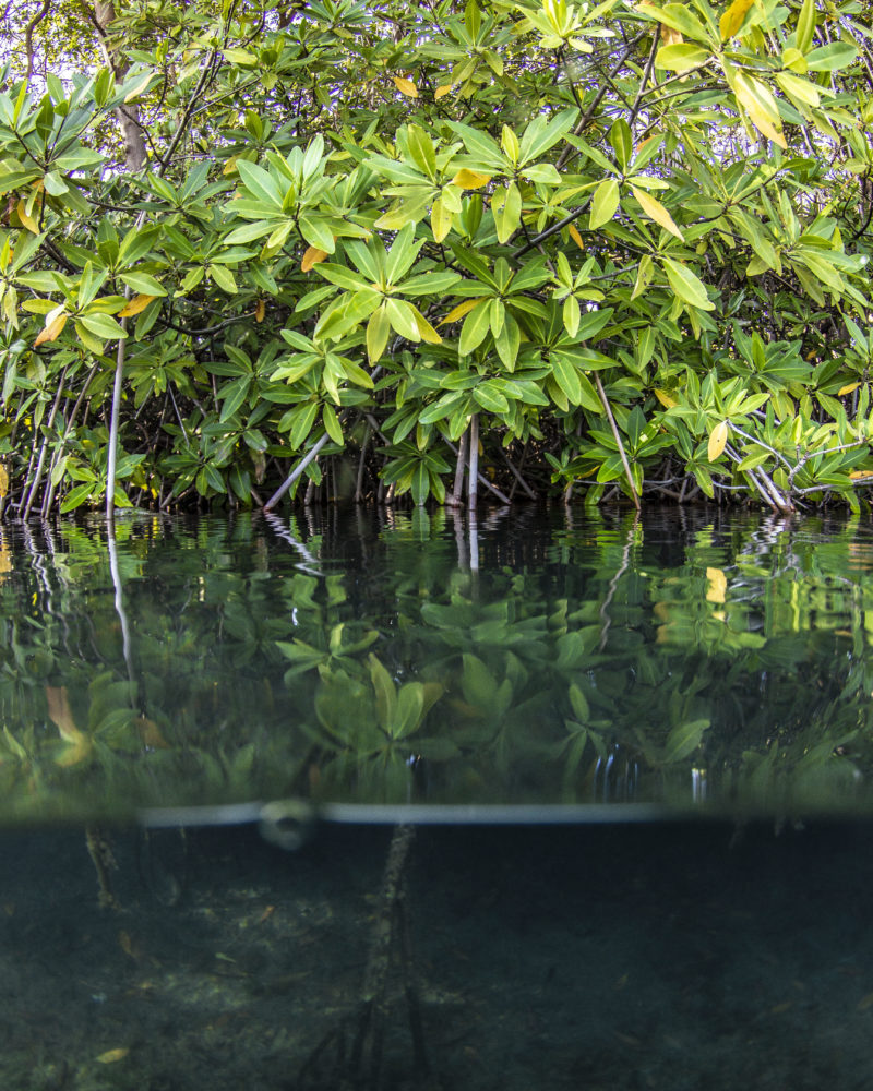 mangroove