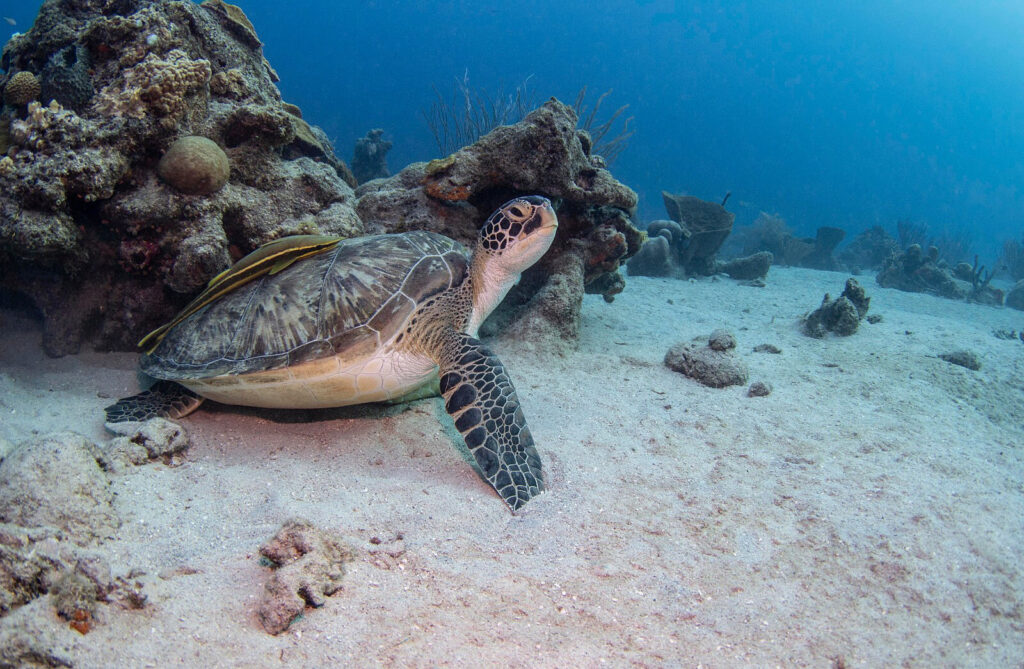 Sea Turtle with a remora in the back
