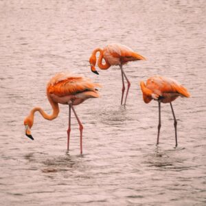 Flamingo Habitat / Jan Kok