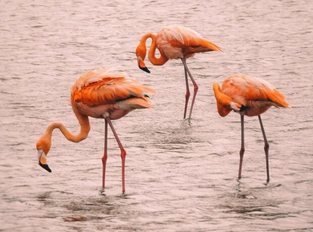 Flamingo Habitat / Jan Kok