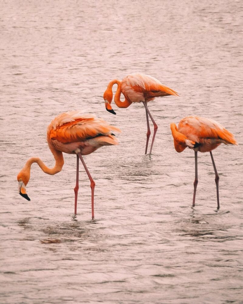 flamingos in Curacao