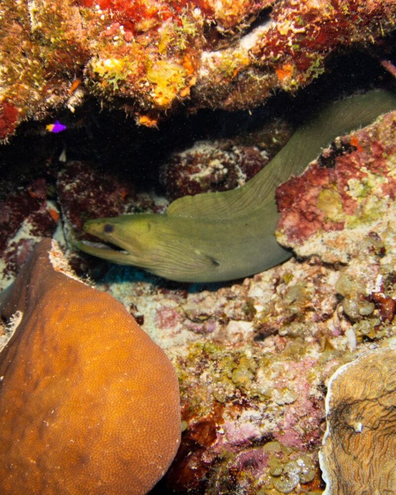 green moray underwater marine life