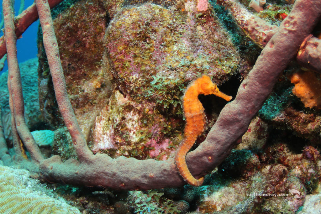 orange seahorse