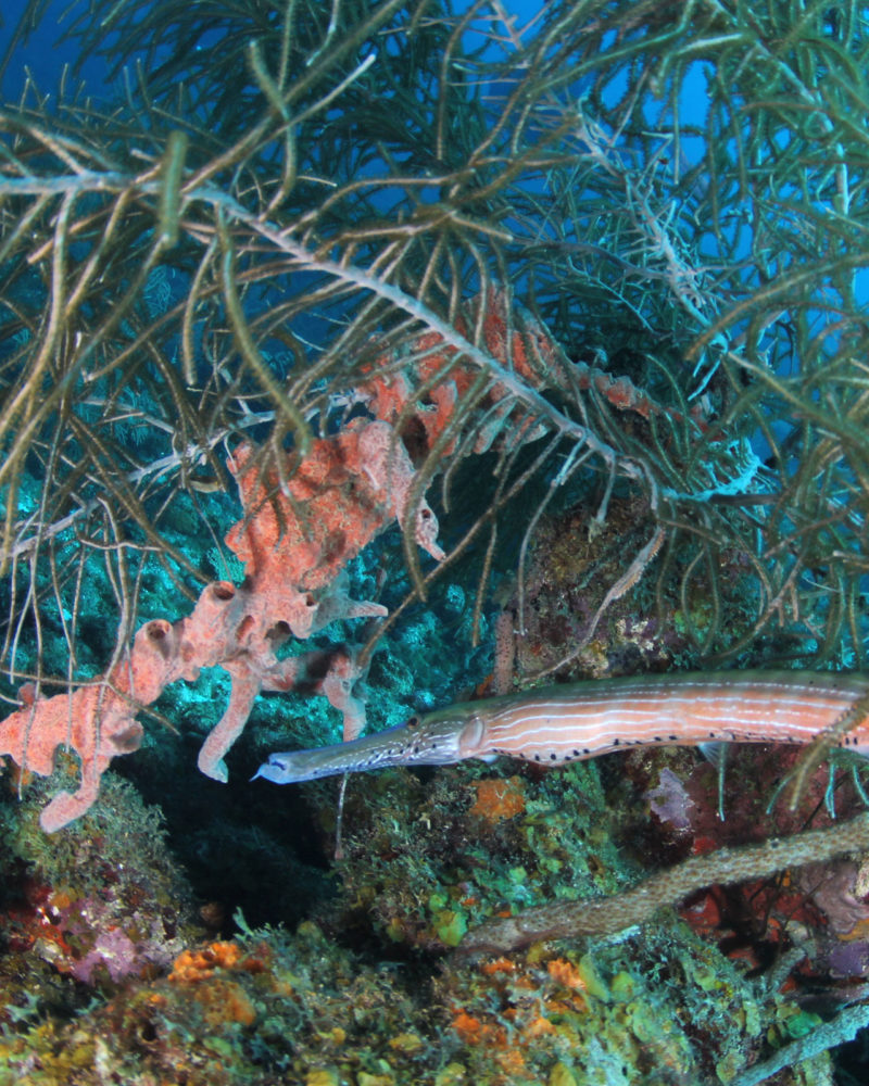 trumpet fish between corals