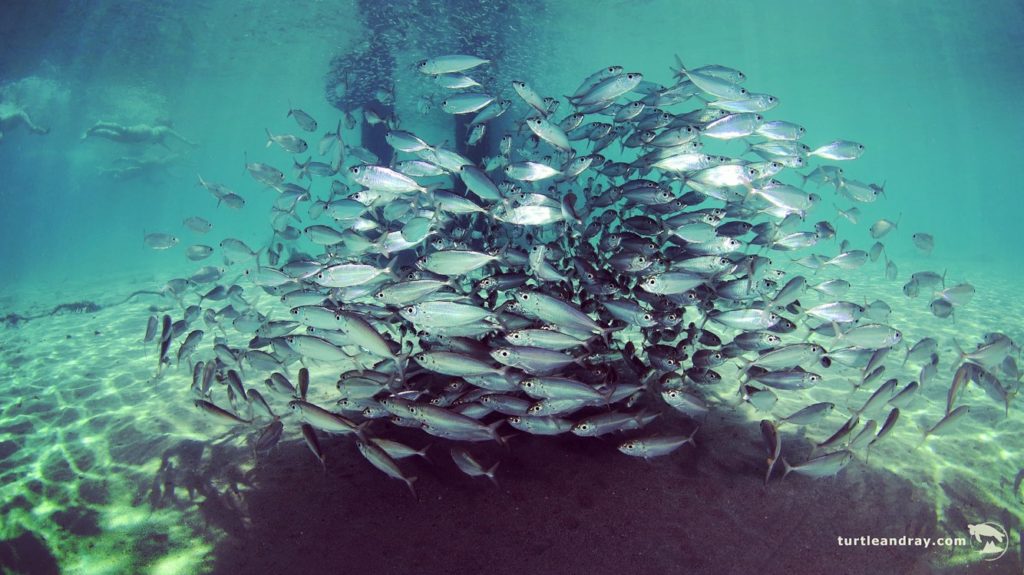 Baitball of fish in Curacao
