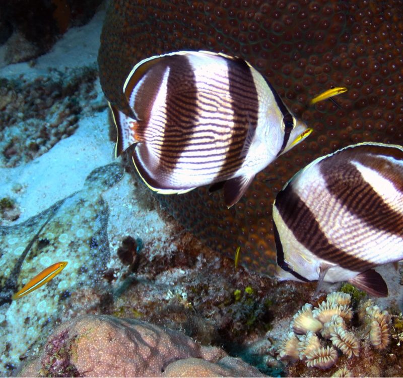 Butterfly Fish in Curacao