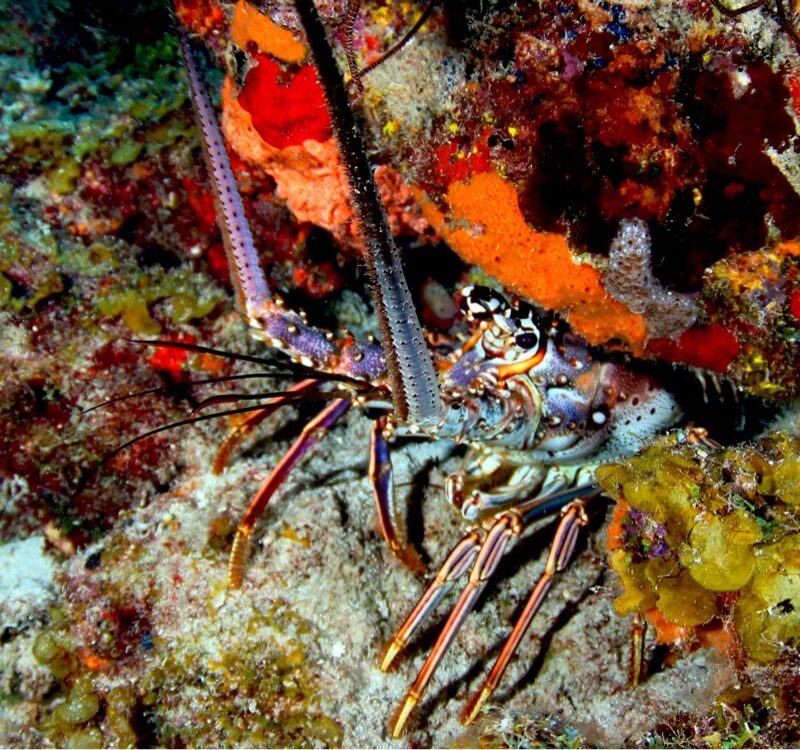 Lobster next to some corals in Curacao