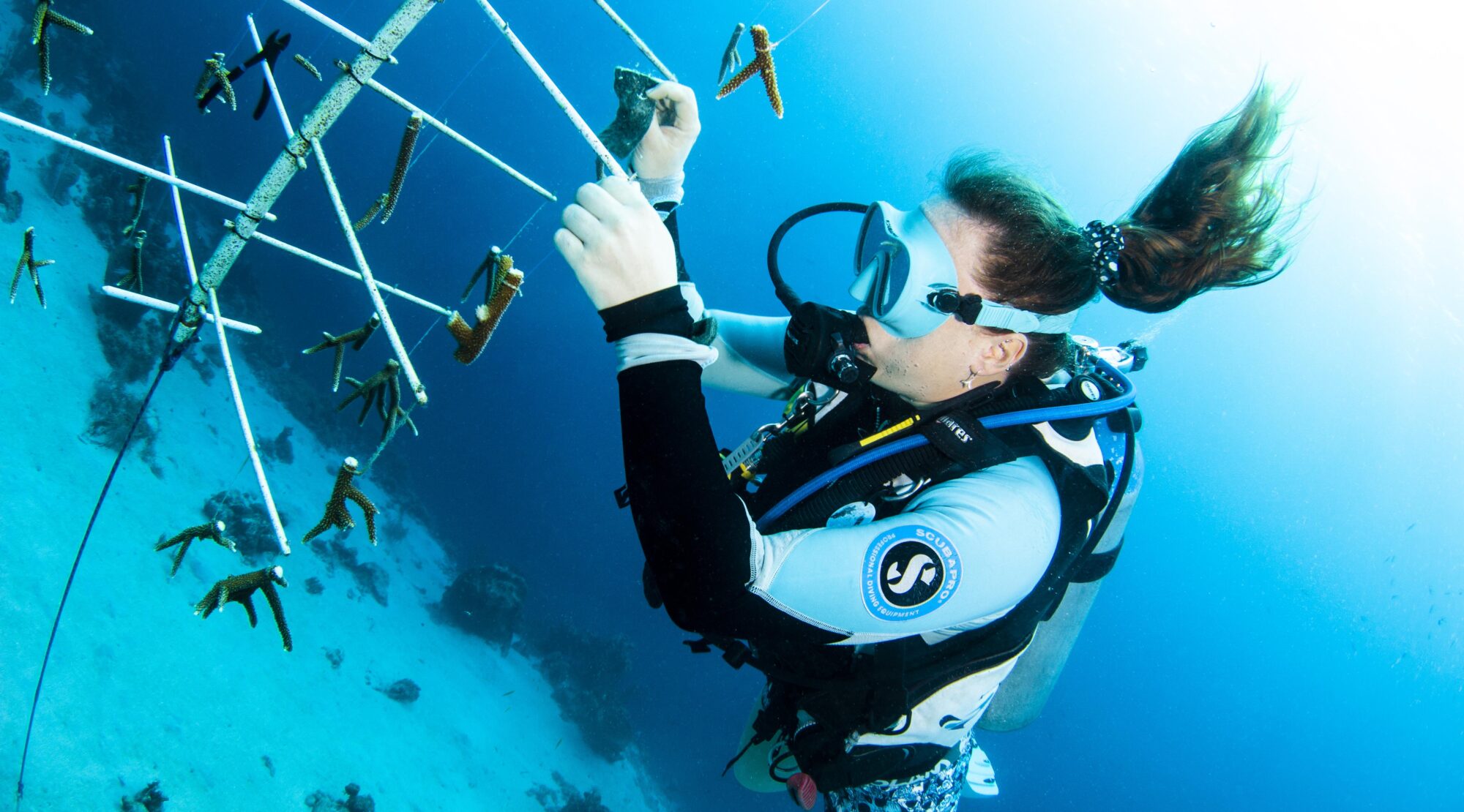 Discover Reef Renewal Dive (1 dive) 
