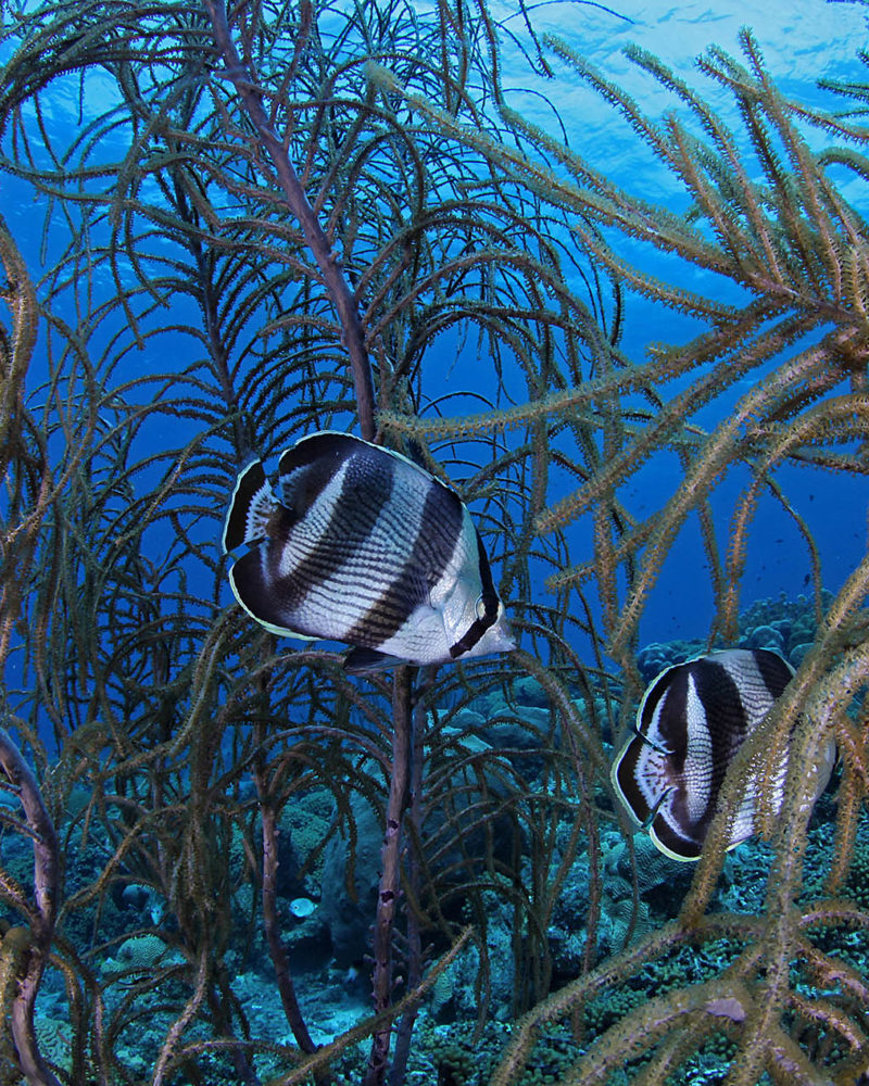 Butterfly fish with soft corals