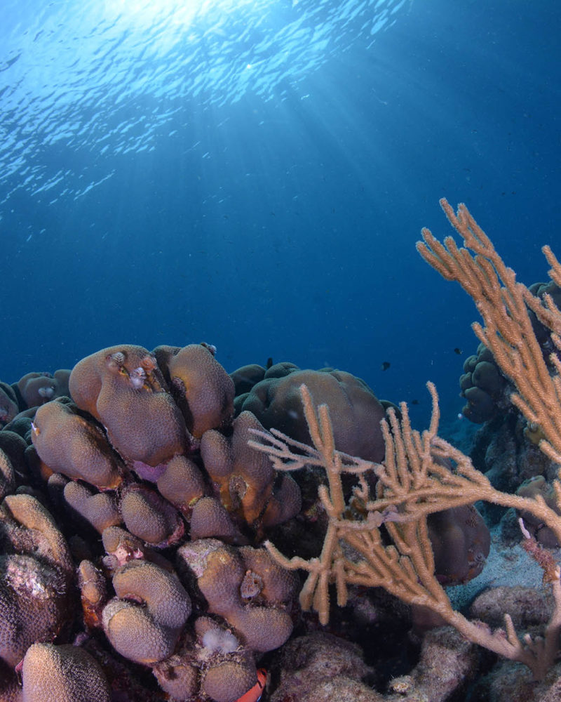 Corales maravillosos en la isla de Curaçao