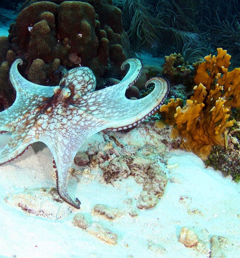 Octopus in the underwater world of Curaçao